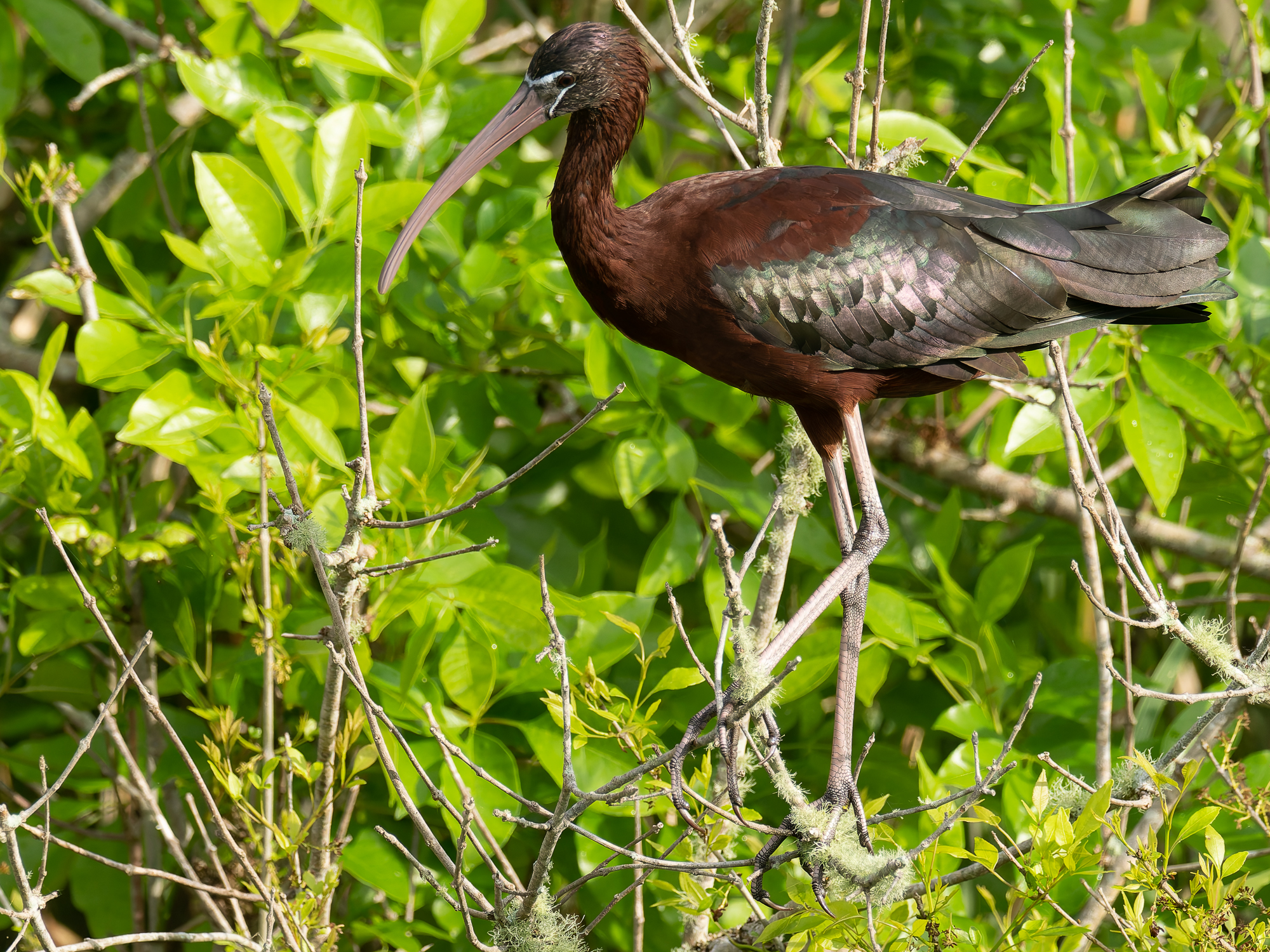 Zwarte ibis (Plegadis falcinellus)